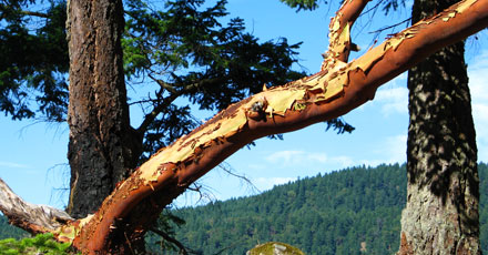 Achievements, Islands Trust Conservancy The peeling orange bark of an Arbutus tree