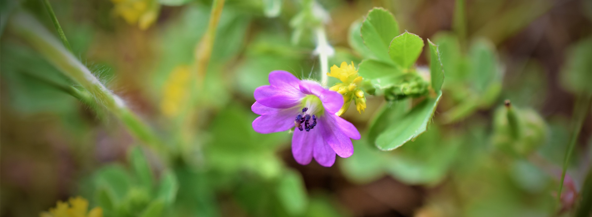 small purple wild flower on the end of a green stem