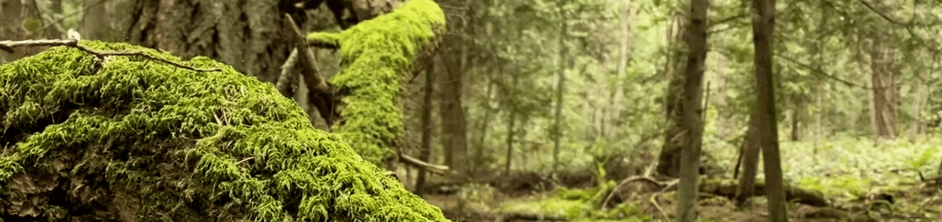 moss covered log in Woodpecker Forest
